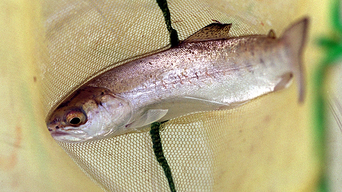 Tongue Eating Parasite