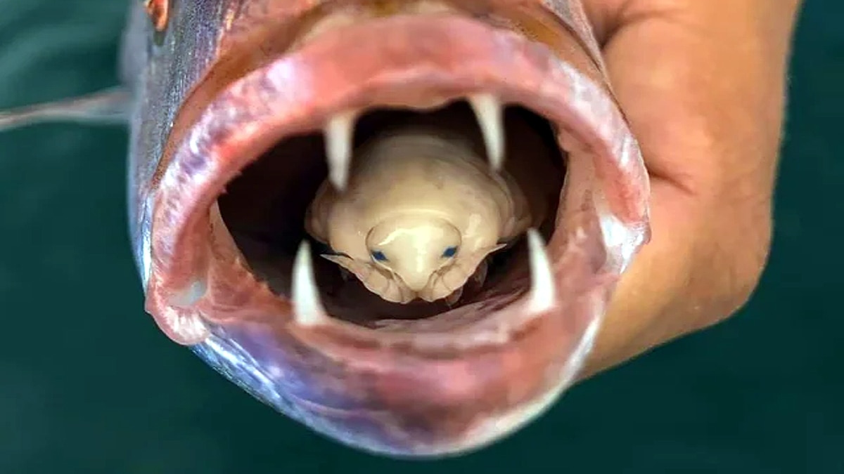Tongue Eating Parasite