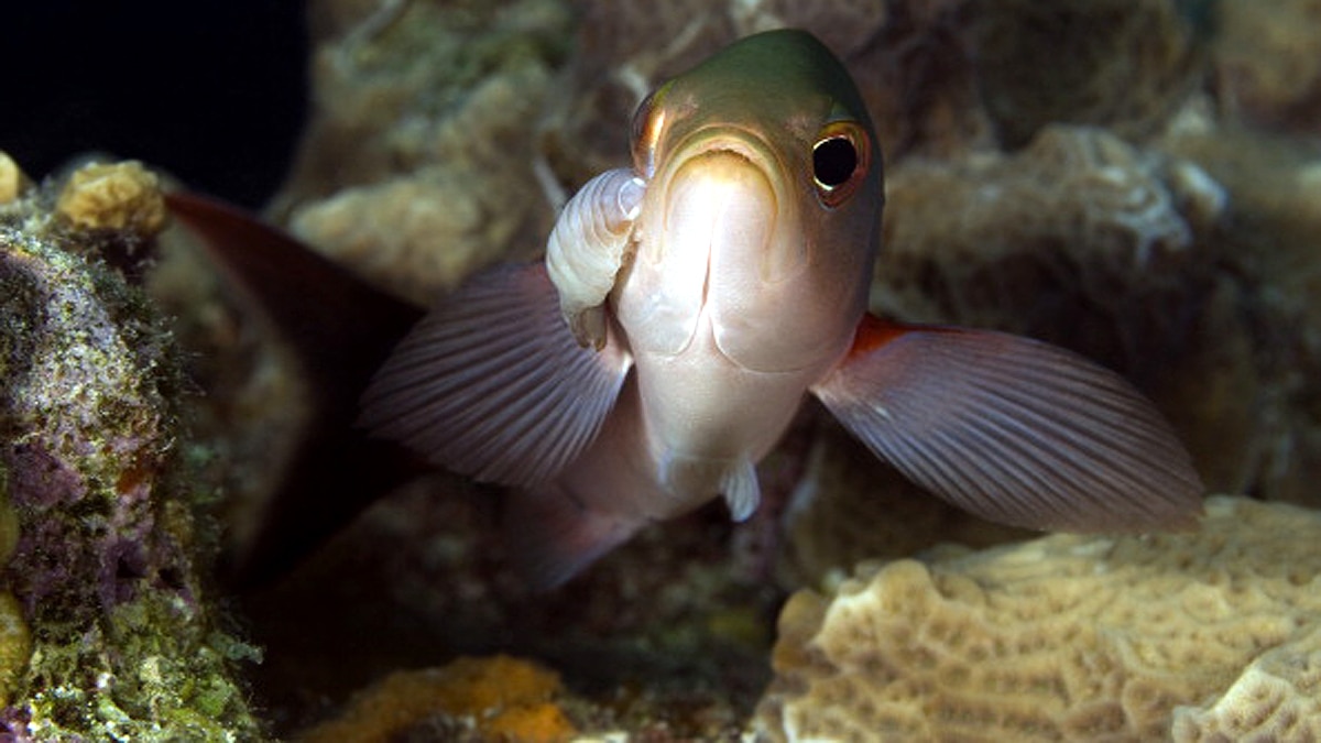 Tongue Eating Parasite