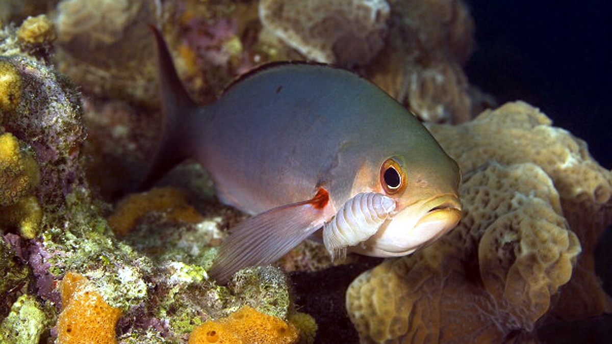 Tongue Eating Parasite