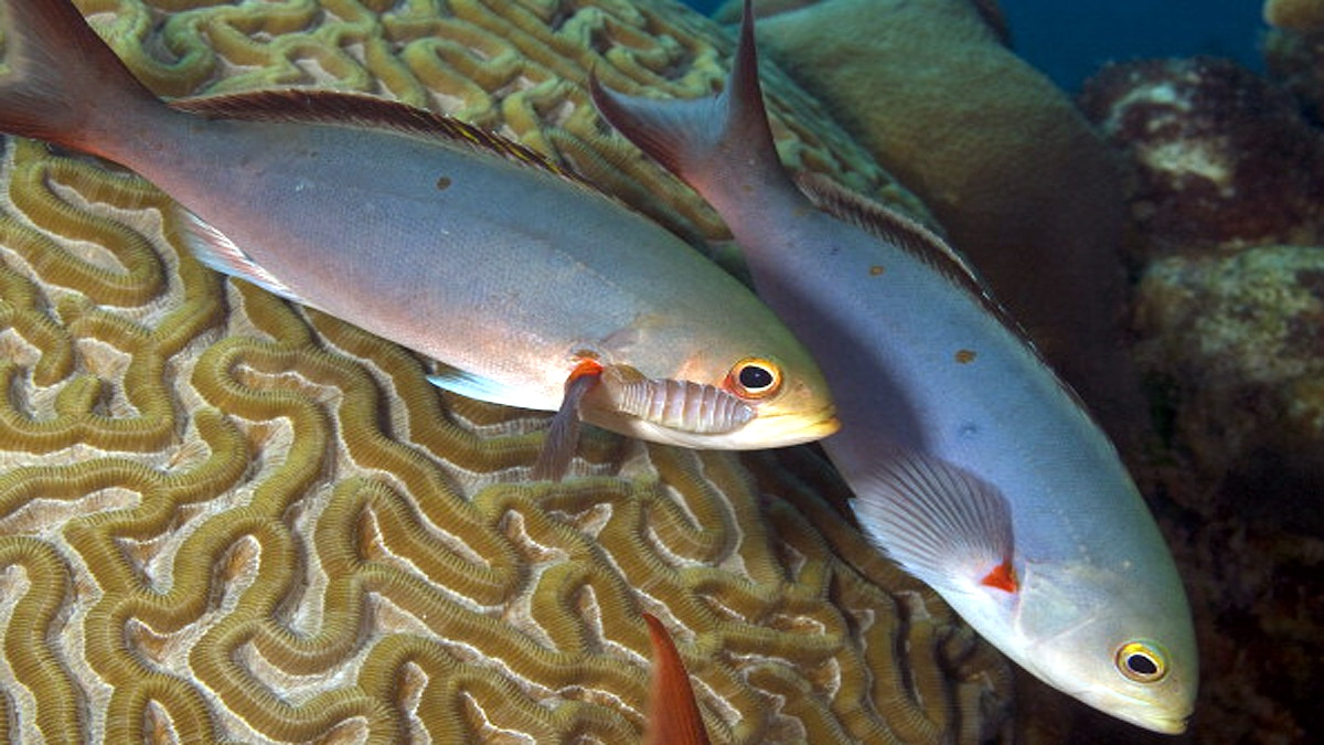 Tongue Eating Parasite