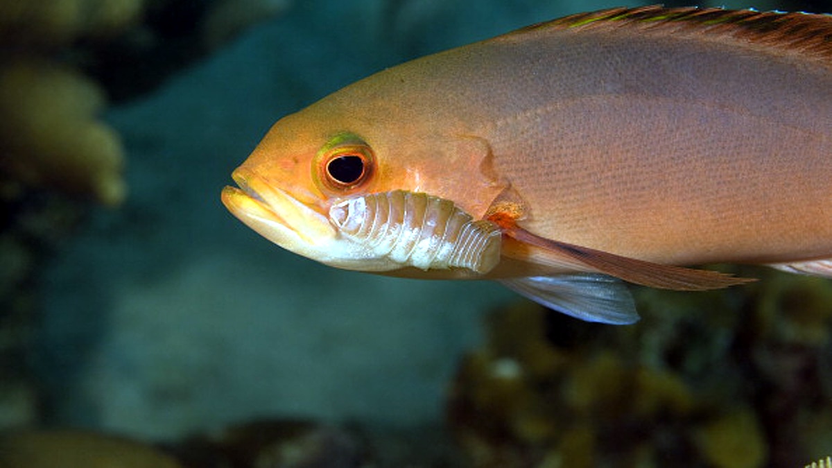 Tongue Eating Parasite
