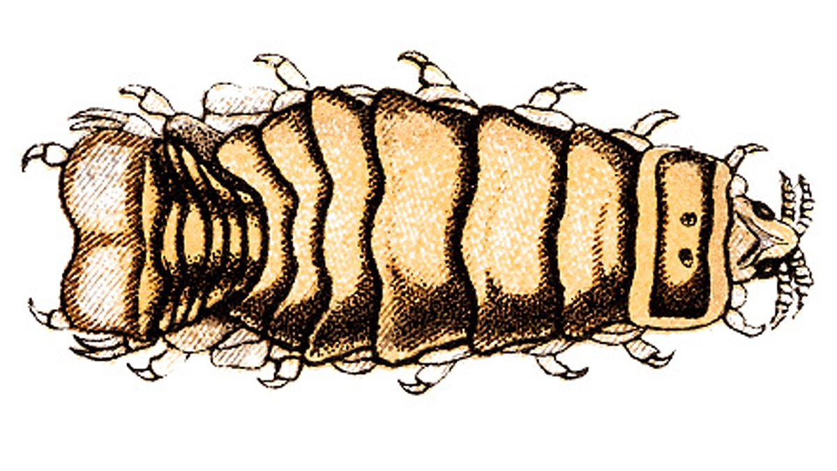Tongue Eating Parasite