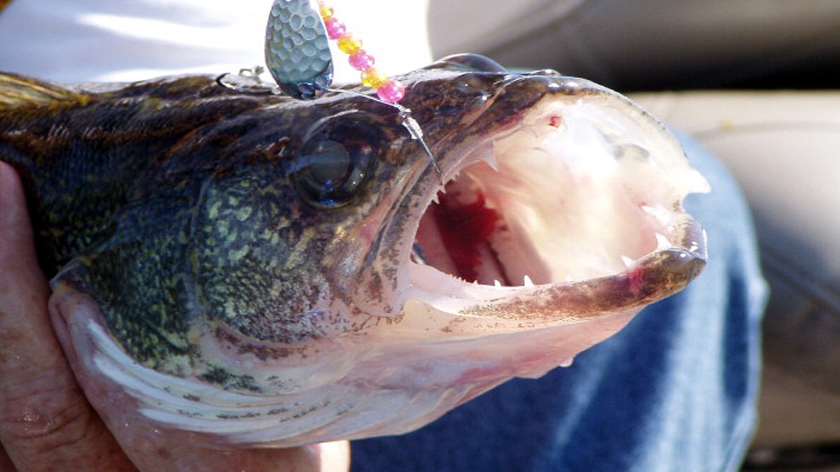 Tongue Eating Parasite