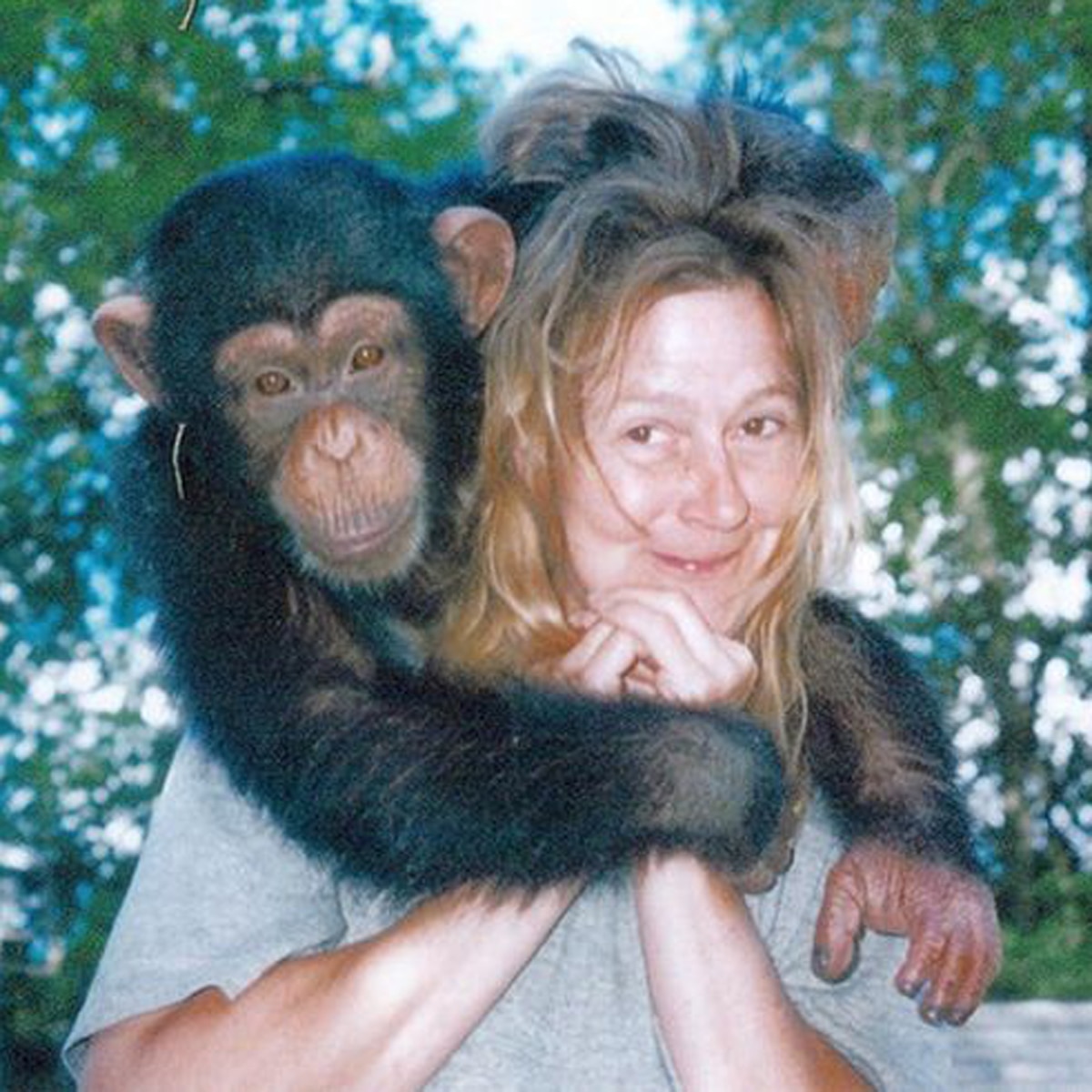 chimpanzee eats woman