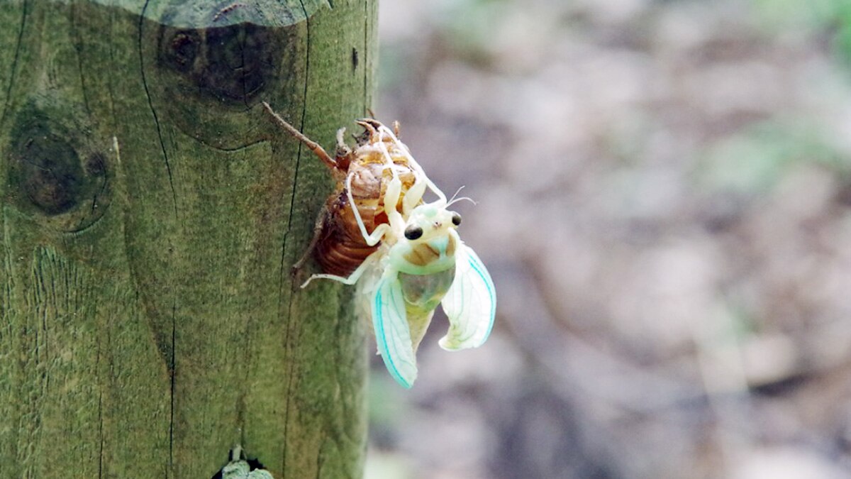 सिकाडा कीट 