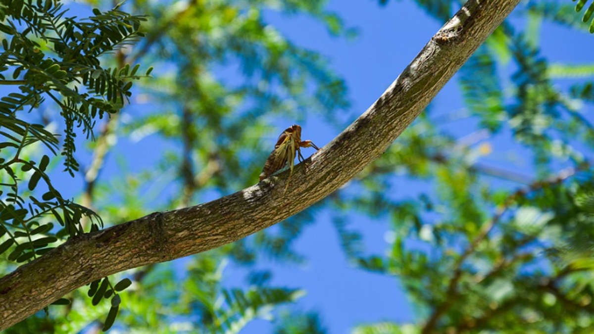 सिकाडा कीट 