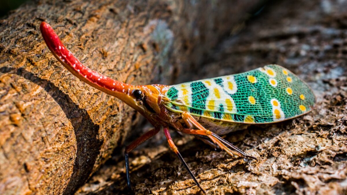 सिकाडा कीट 