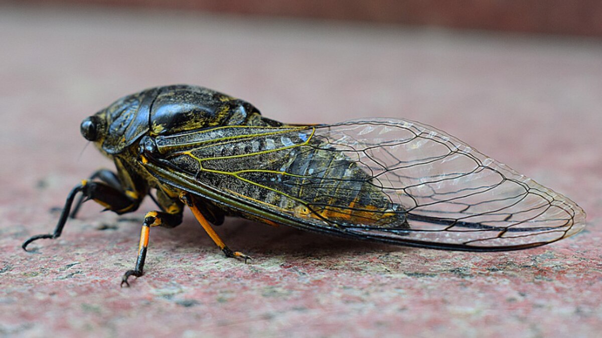 सिकाडा कीट 