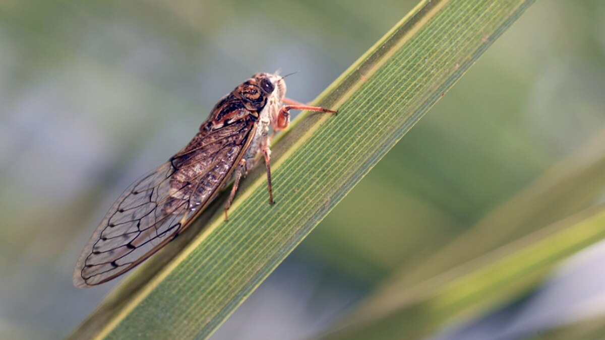 सिकाडा कीट 