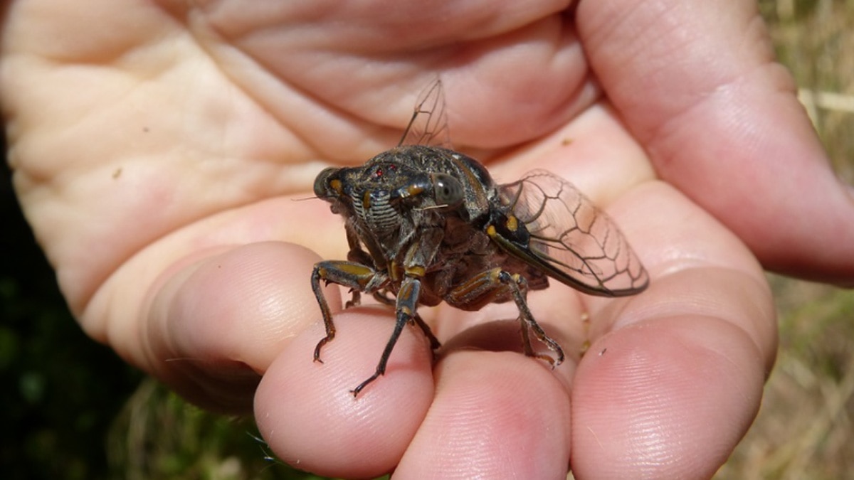 सिकाडा कीट 