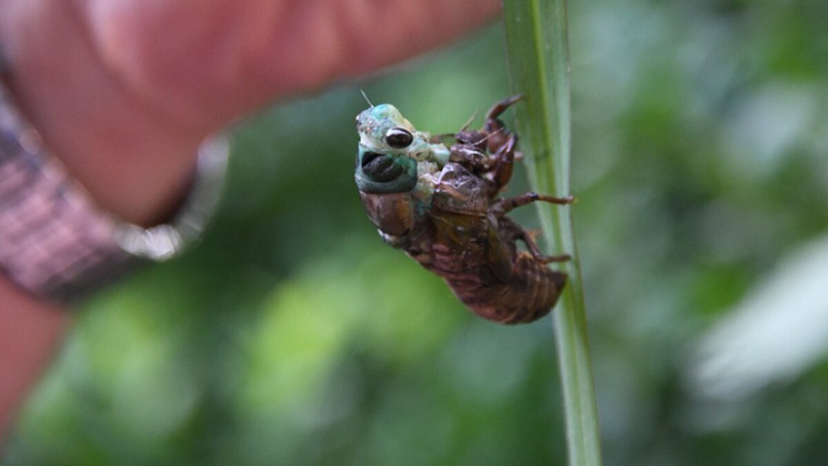 सिकाडा कीट 