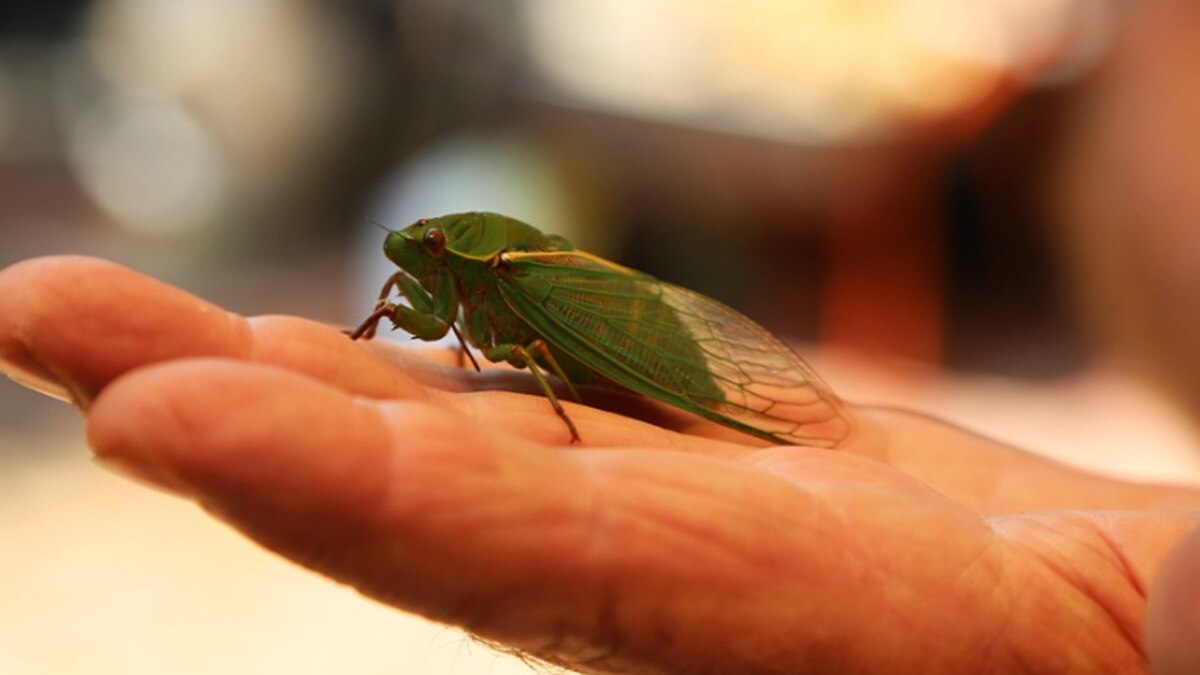 सिकाडा कीट 