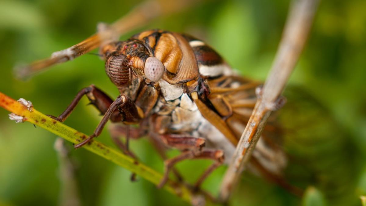 17 साल बाद जमीन से बाहर आए सिकाडा