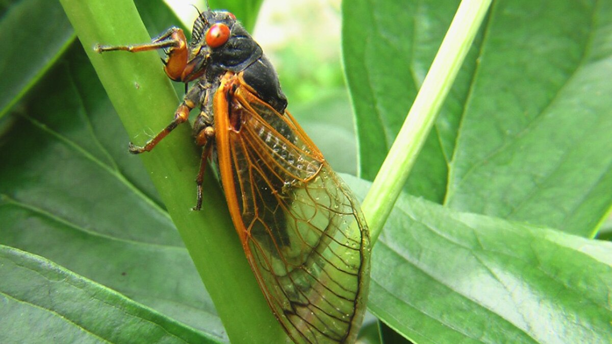 सिकाडा कीट 