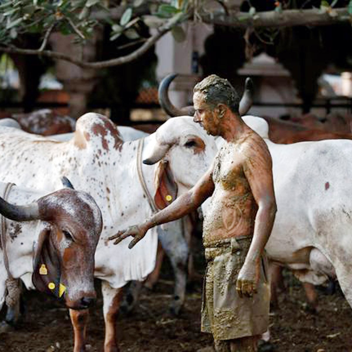 Indians putting cow dung