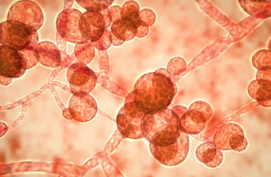 वैक्सीन 6