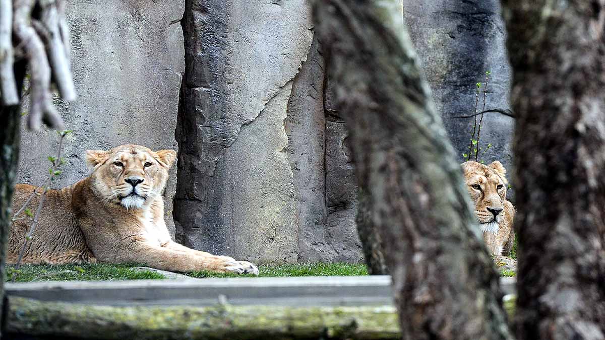 Asiatic Lion Covid-19 Positive