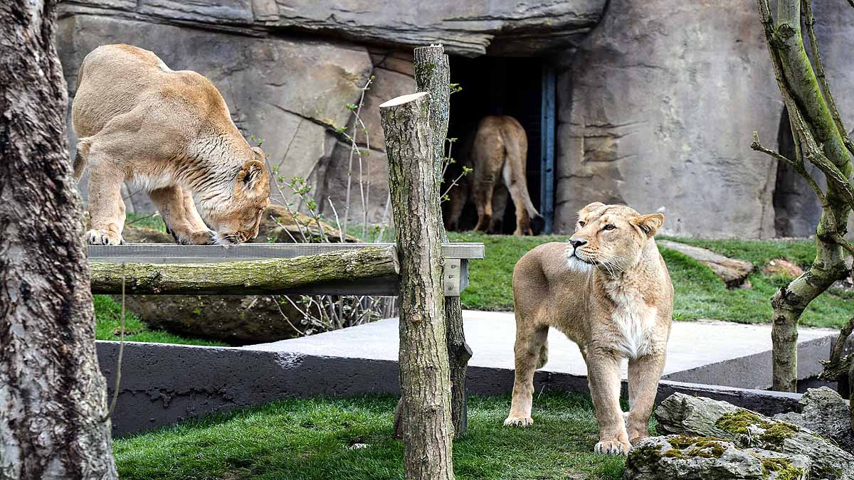 Asiatic Lion Covid-19 Positive