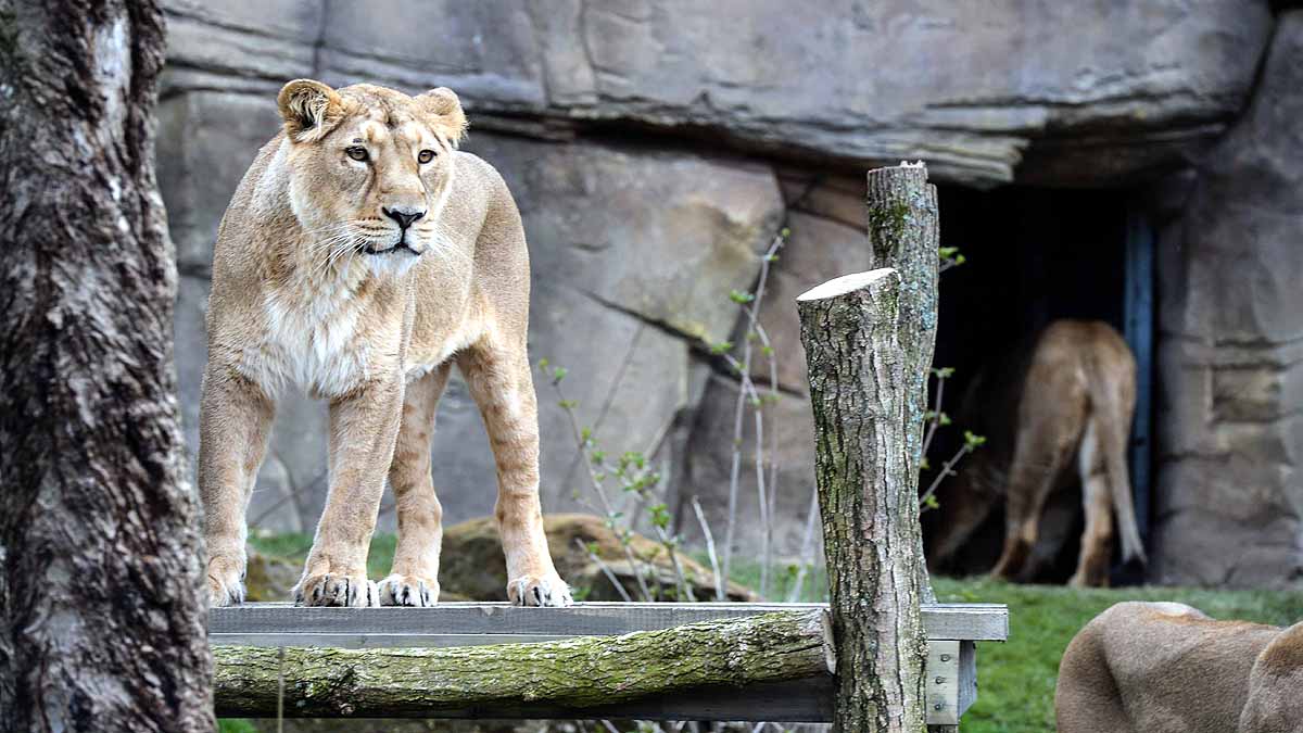 Asiatic Lion Covid-19 Positive