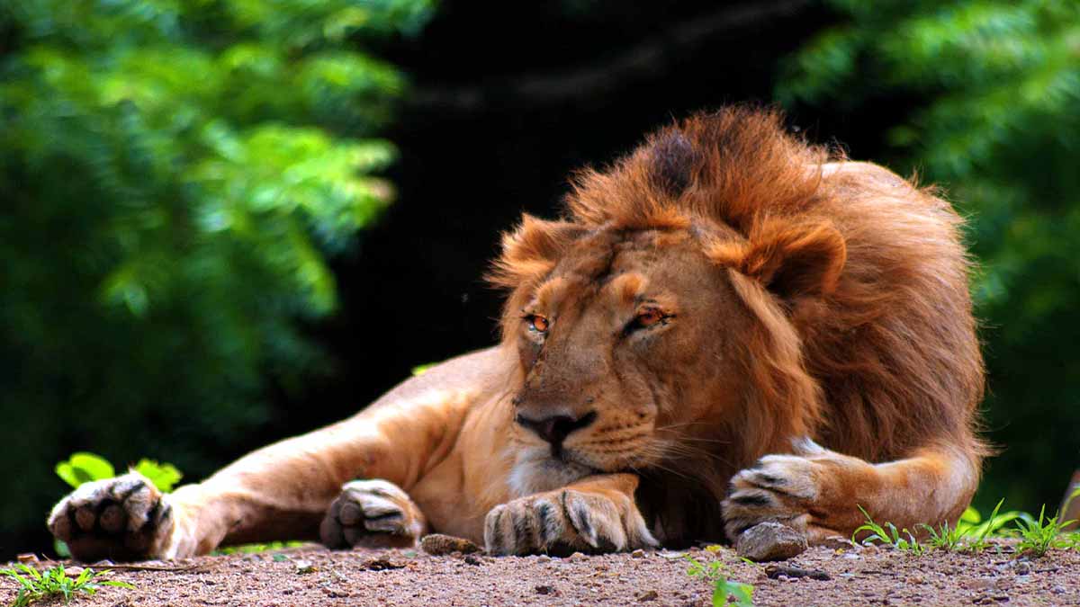 Asiatic Lion Covid-19 Positive