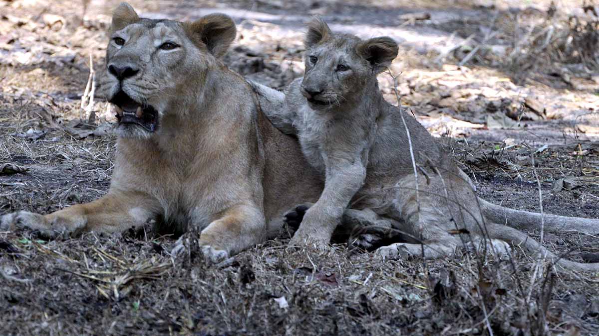 Asiatic Lion Covid-19 Positive