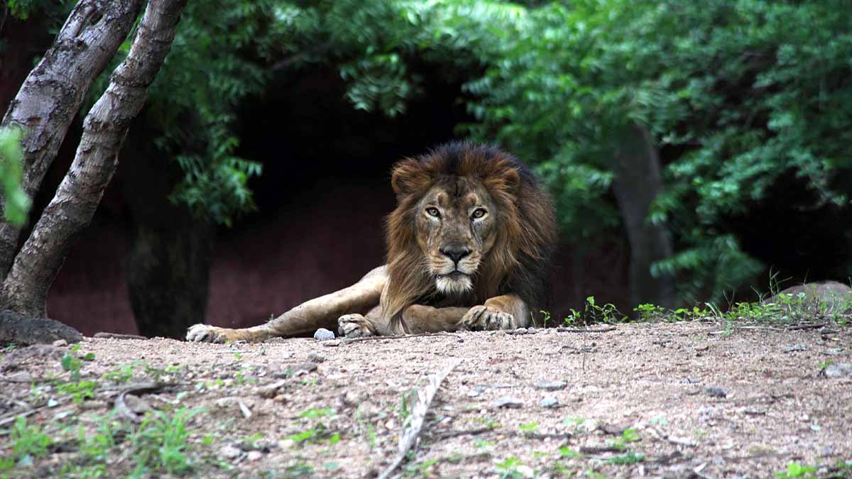 Asiatic Lion Covid-19 Positive
