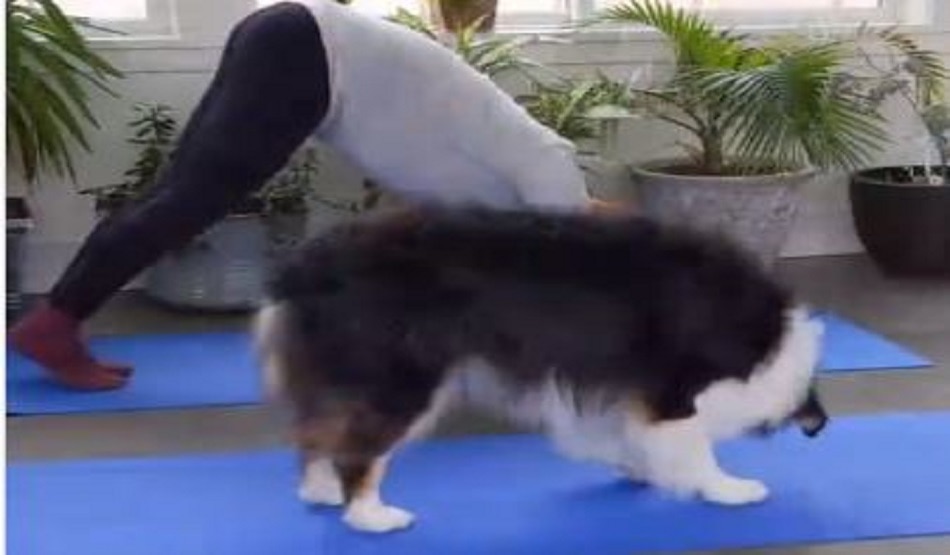 yoga dog