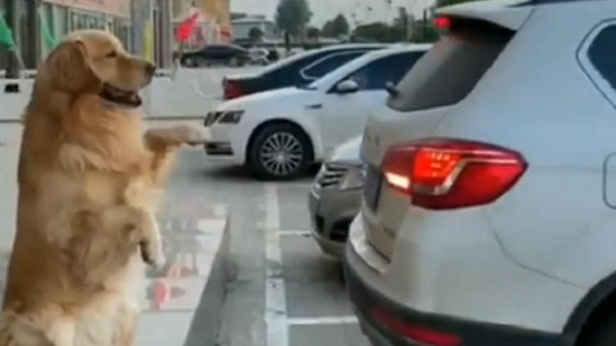 'भौंकने वाला सेंसर': कुत्ते ने कराई गाड़ी की पार्किंग, वायरल हुआ वीडियो