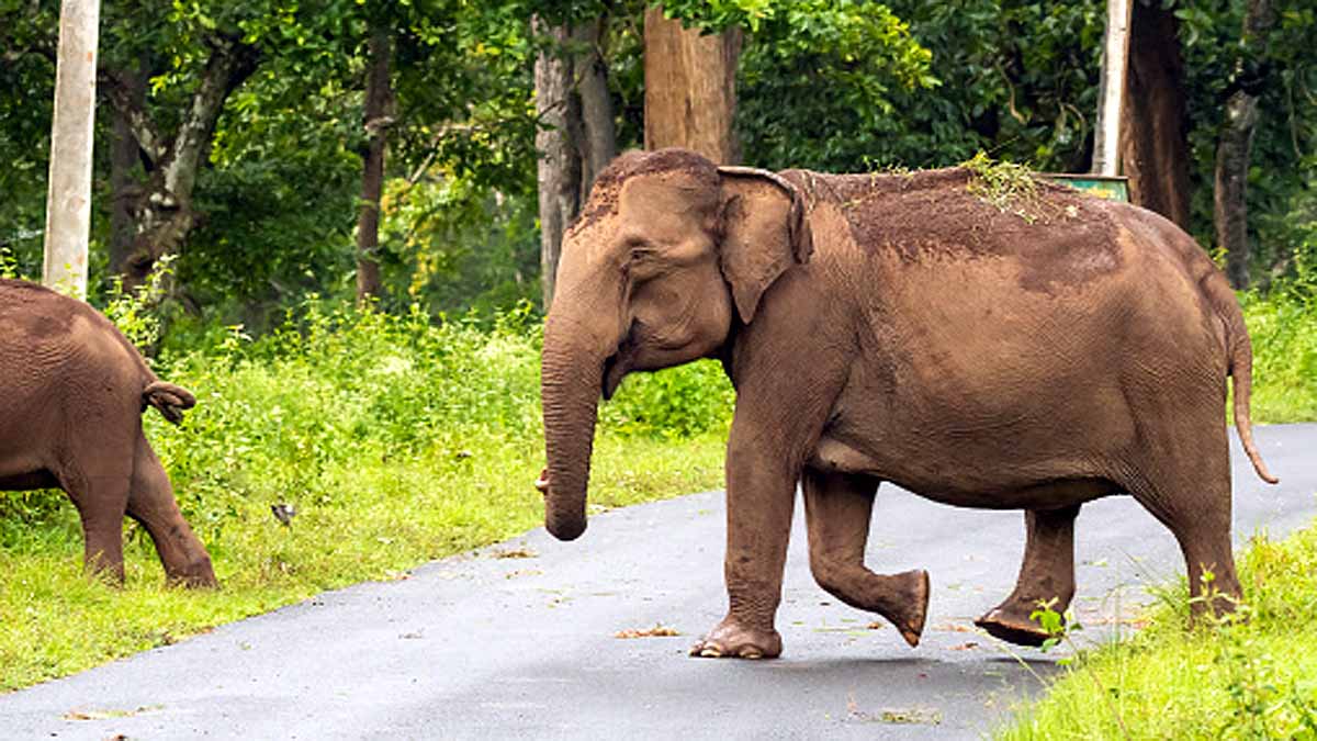 18 Elephants died in Assam