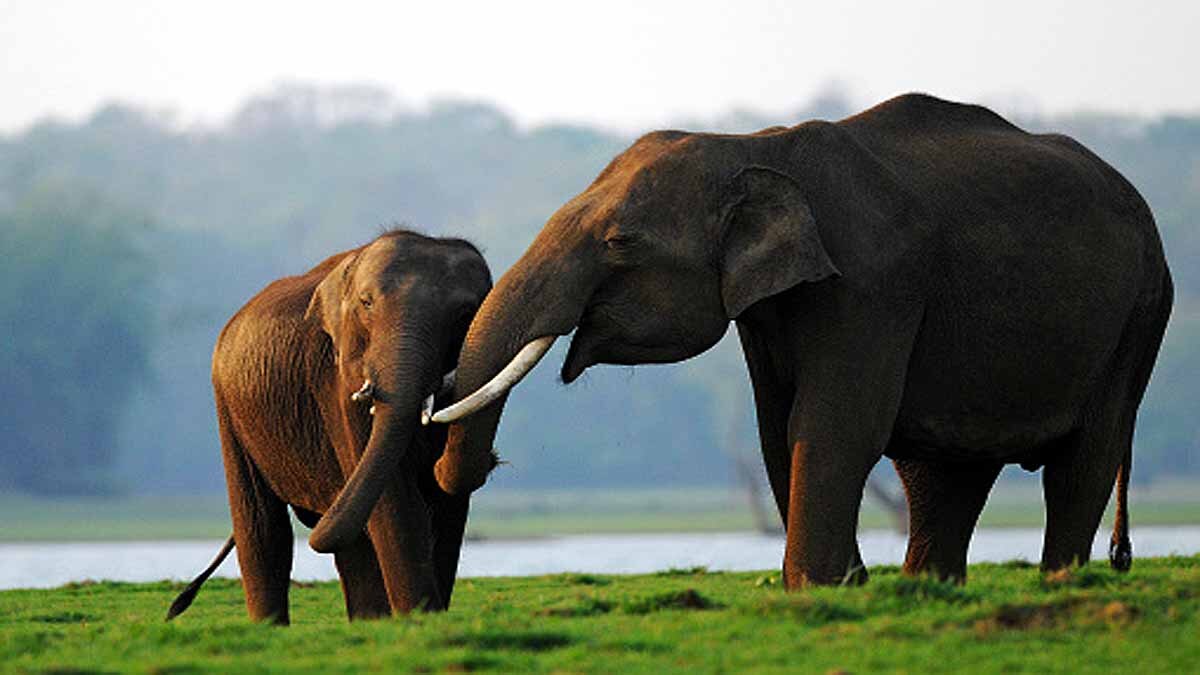 18 Elephants died in Assam