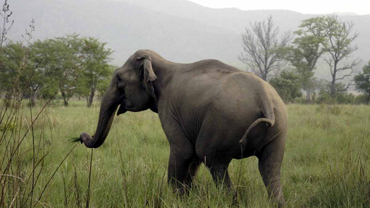 18 Elephants died in Assam