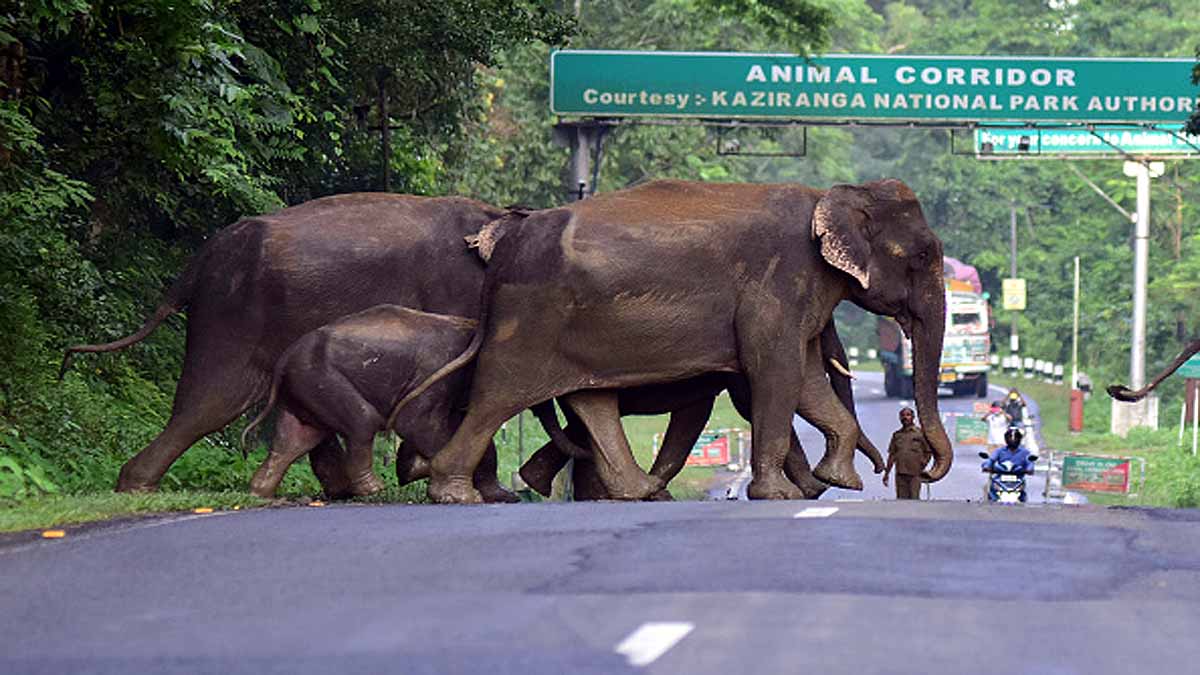 18 Elephants died in Assam