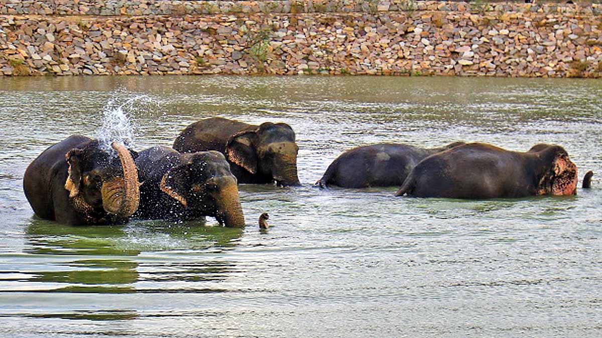 18 Elephants died in Assam