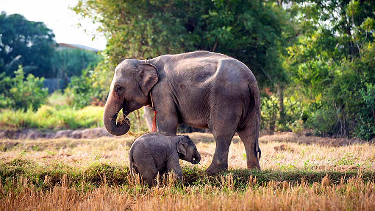 18 Elephants died in Assam