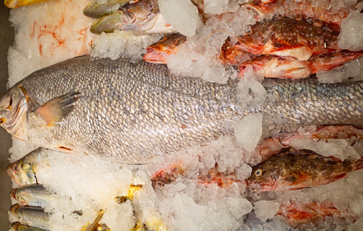 पानी में मिली दुर्लभ मछली