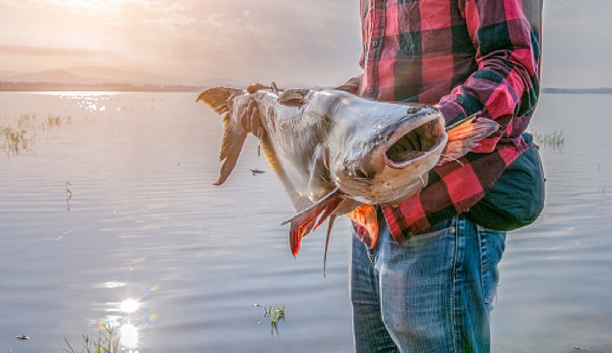 पानी में मिली दुर्लभ मछली