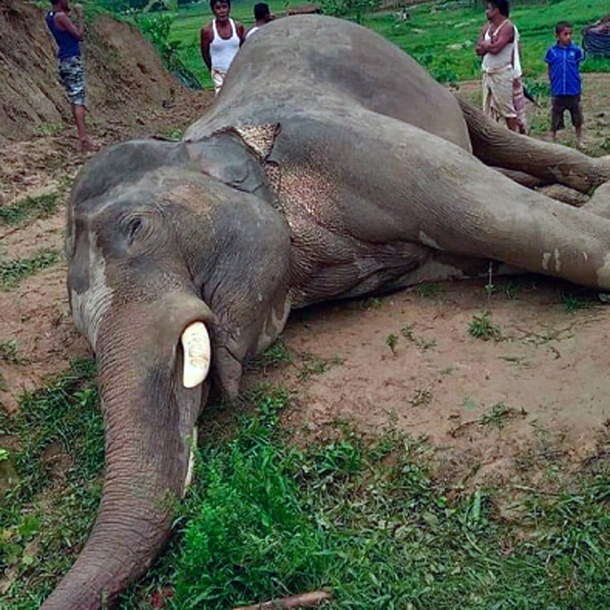 elephant eaten by villagers