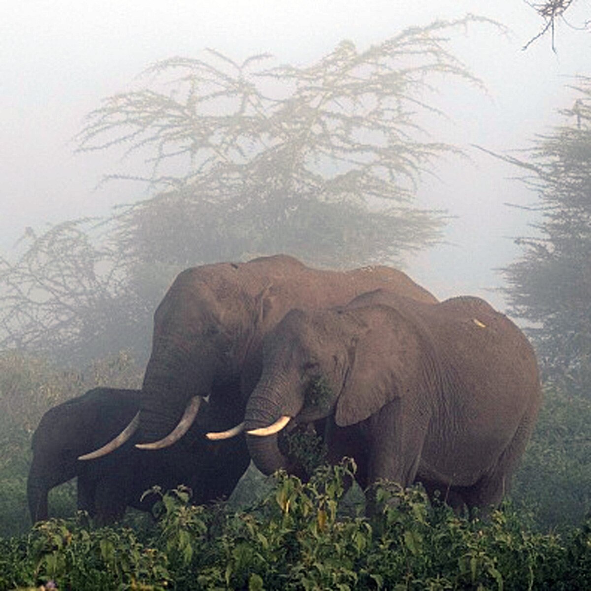 elephant eaten by villagers