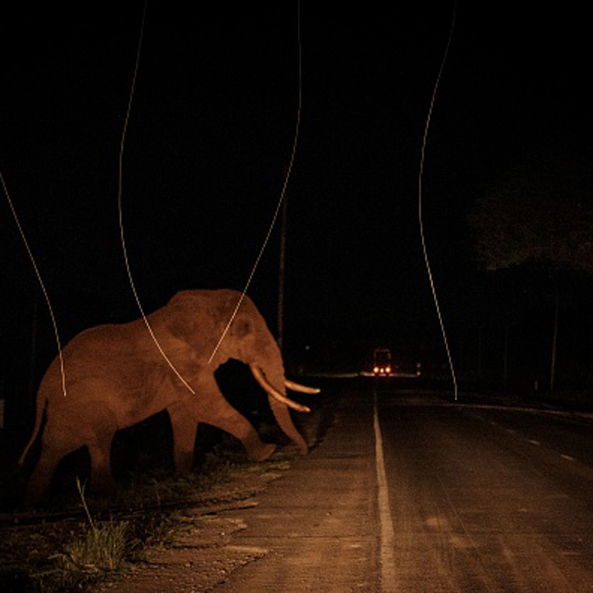 elephant eaten by villagers