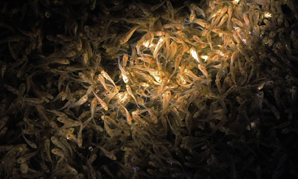 पानी में मिली दुर्लभ मछली