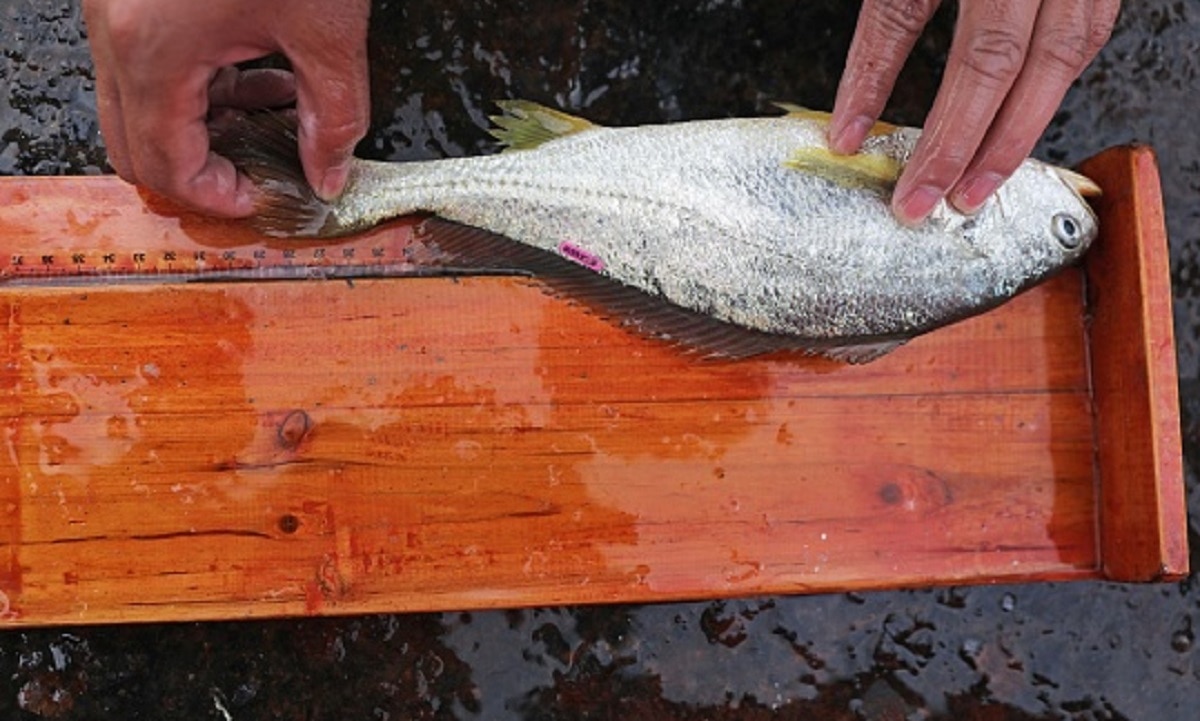 पानी में मिली दुर्लभ मछली