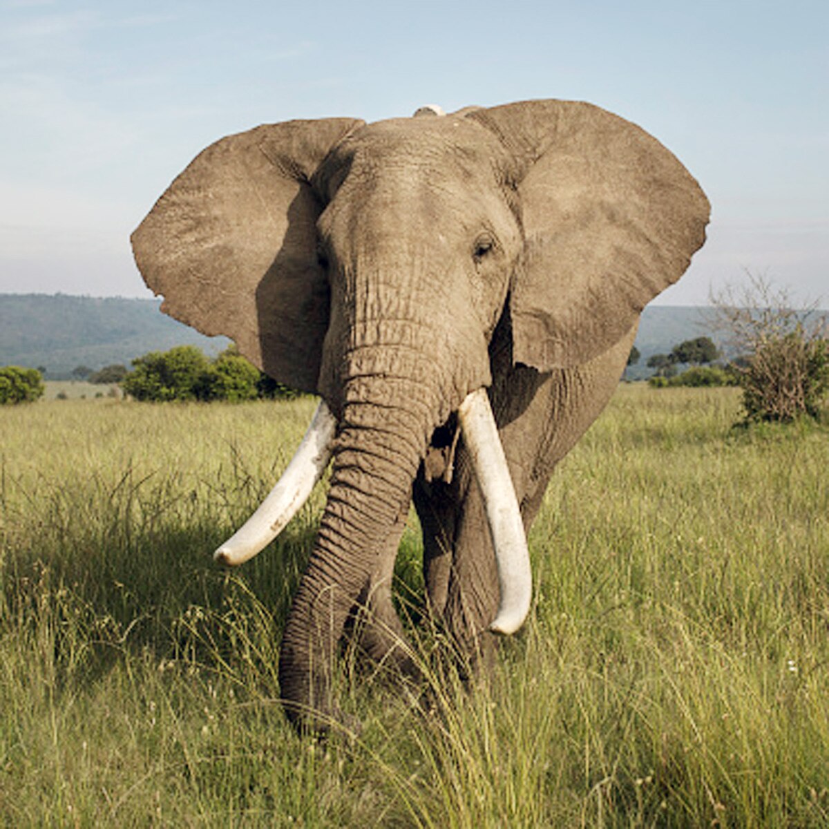 elephant eaten by villagers