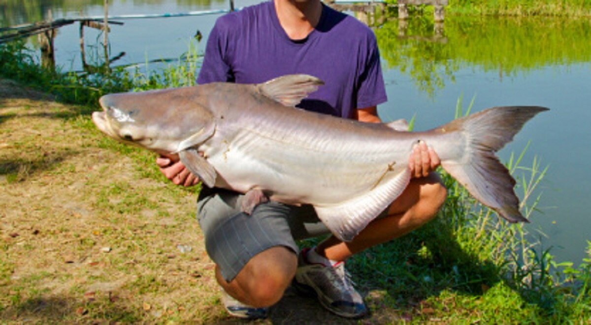 पानी में मिली दुर्लभ मछली