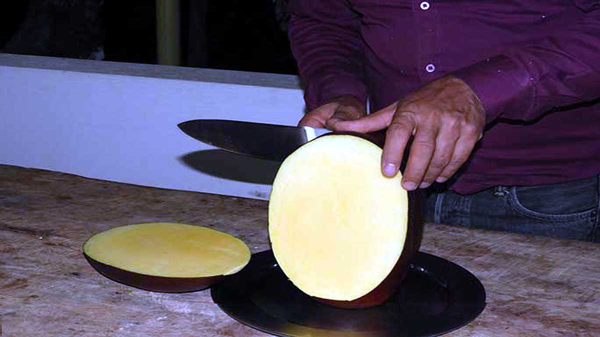 World's heaviest mango