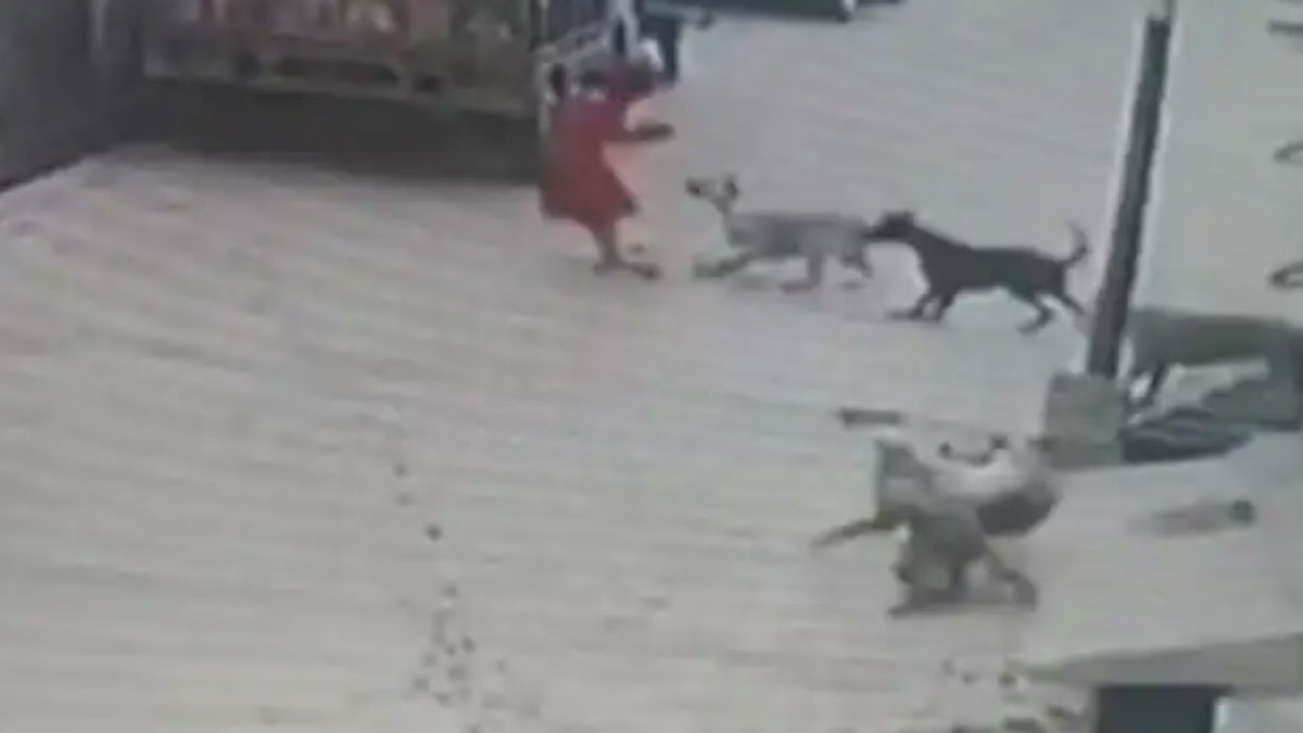 पिटबुल डॉग के हमले से मजदूर की मौत 