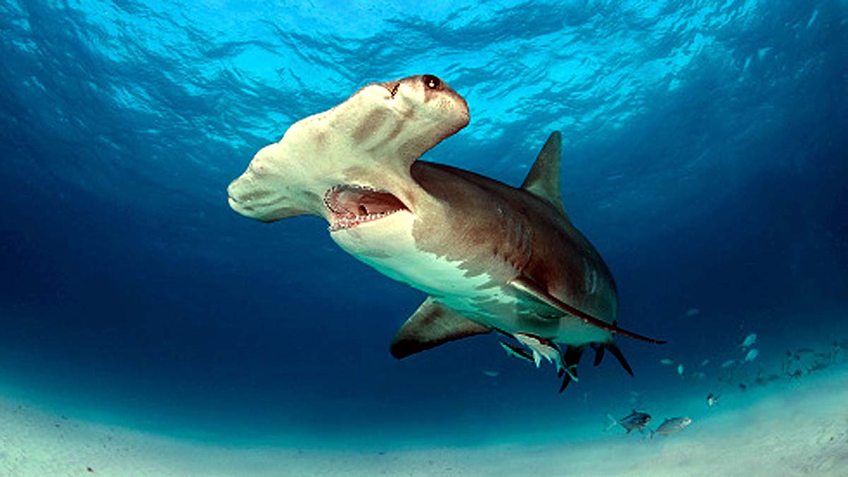 Famous Darwin Arch crashed