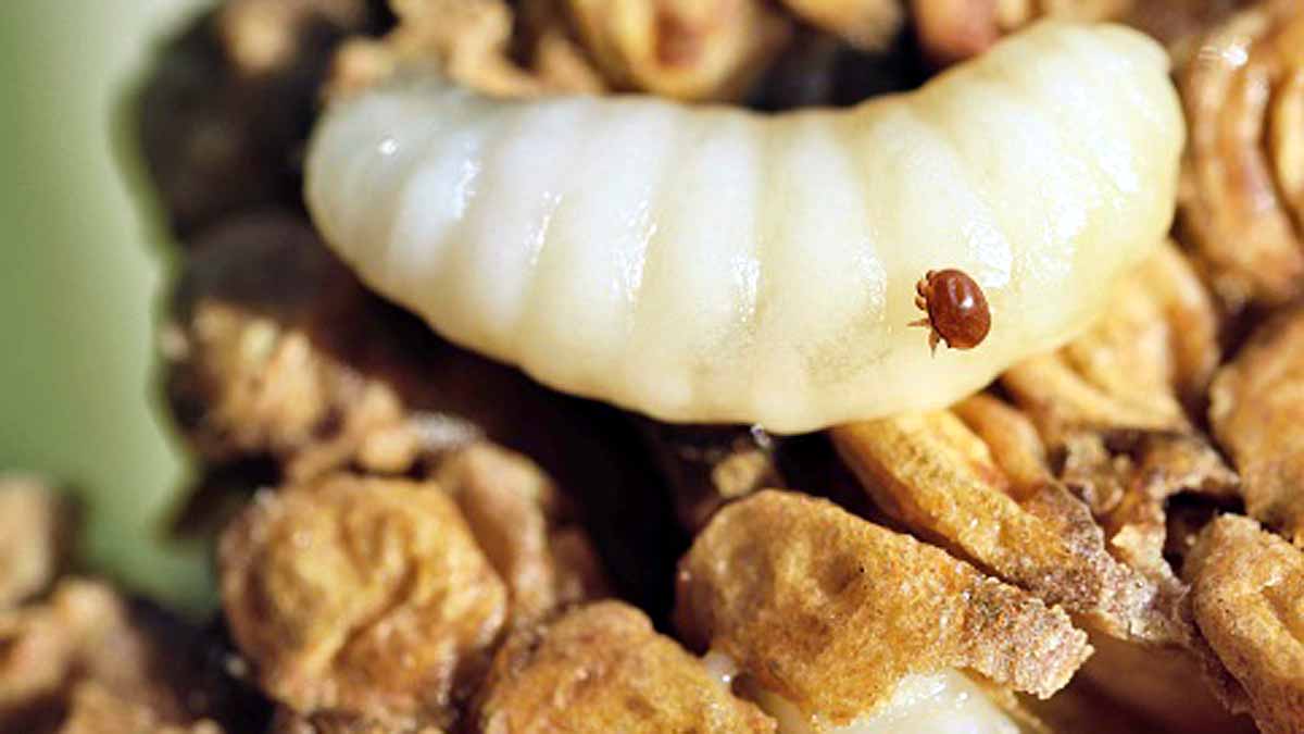 Trojan Horse Virus Honeybee