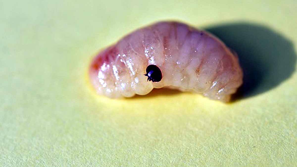 Trojan Horse Virus Honeybee