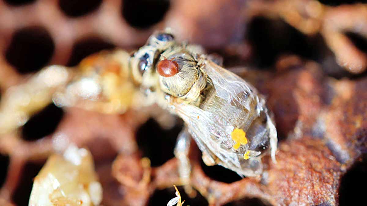 Trojan Horse Virus Honeybee